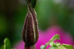 PHOTO-1