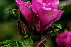 PHOTO-2