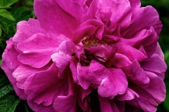PHOTO-4