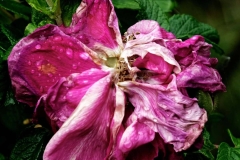 PHOTO-5