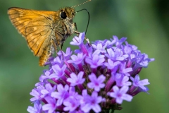 02_Expo_nov_2023_Macro-Proxy-12