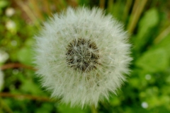 02_Expo_nov_2023_Macro-Proxy-2
