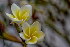 02_Expo_nov_2023_Macro-Proxy-3