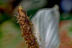 02_Expo_nov_2023_Macro-Proxy-4