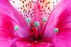 02_Expo_nov_2023_Macro-Proxy-6