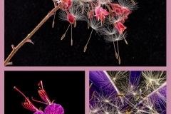 Macro-1