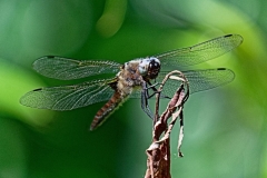 Macro-10