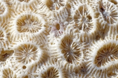 Macro-12