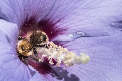 Macro-14