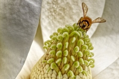 Macro-2