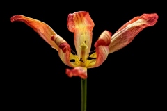 Macro-3