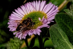 Macro-4