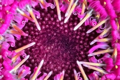 Macro-6