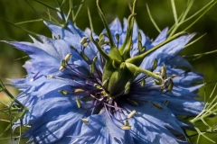 Macro-7