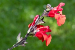Macro-8