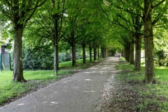 4-5_allee-des-Marroniers_j_IMG_3036-1