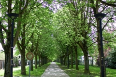 allee-des-marronniers-maintenant