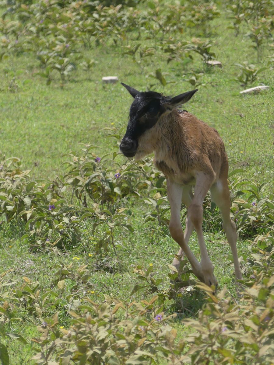 32-Serengeti