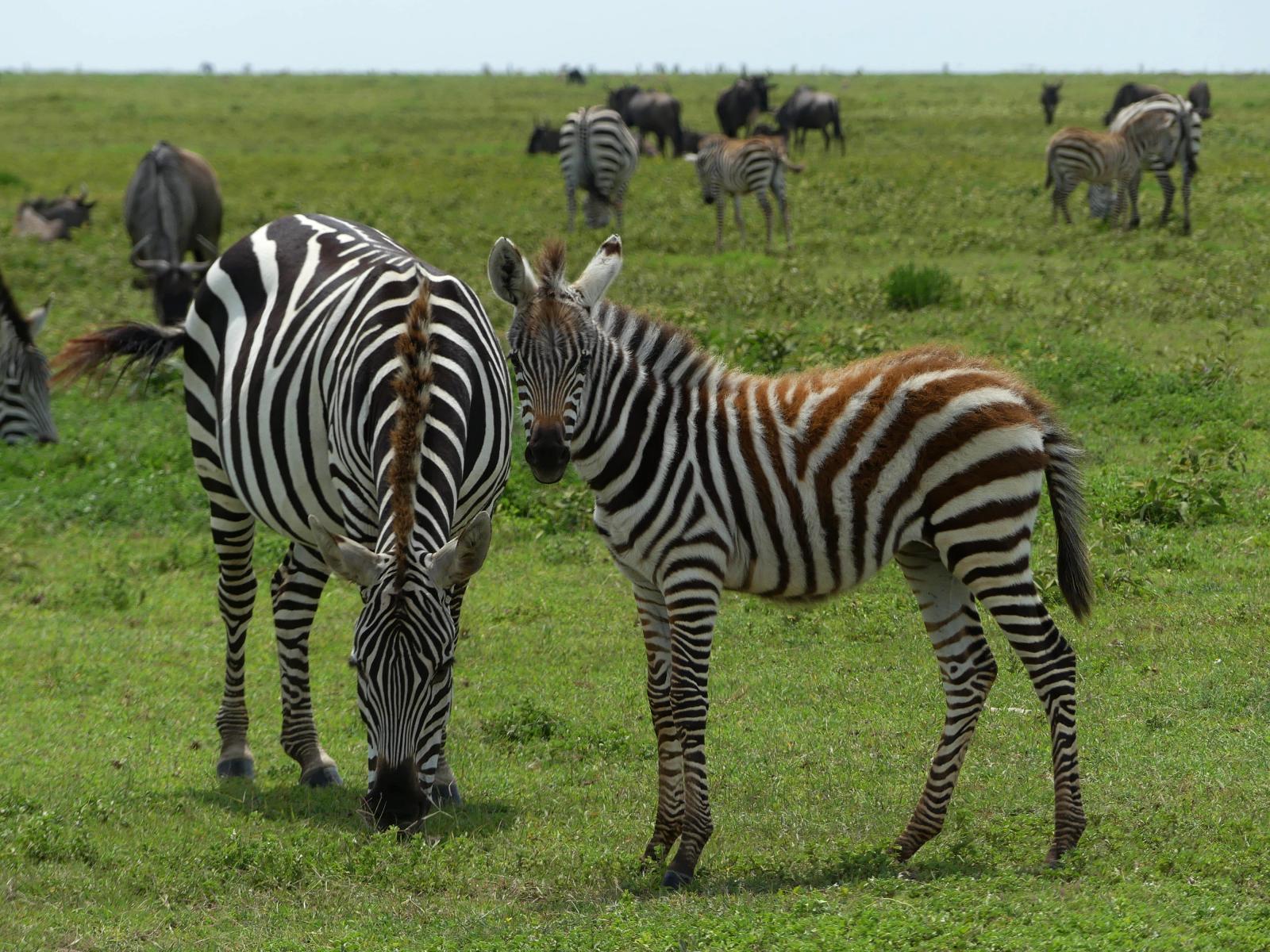 33-Serengeti