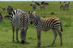 33-Serengeti